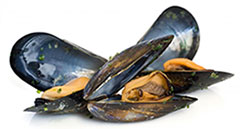 Mussels